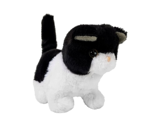 Black and White Cat Walks Wags Its Tail on Batteries