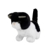 Black and White Cat Walks Wags Its Tail on Batteries