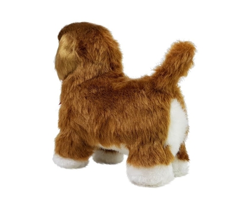 Interactive Dog Cavalier Spaniel Moves, Barks