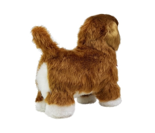 Interactive Dog Cavalier Spaniel Moves, Barks