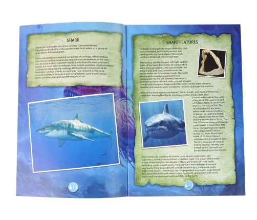 Ammonite Shark Excavation Educational Kit