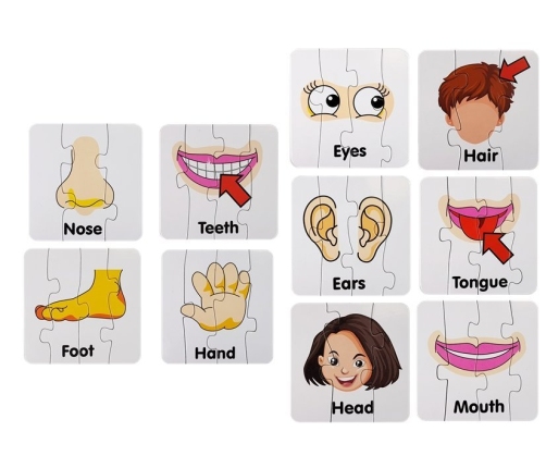 Educational Puzzle Body Parts Jigsaw Puzzle 10 English Connections