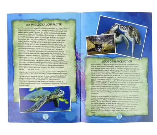 Ammonite Turtle Excavation Educational Kit