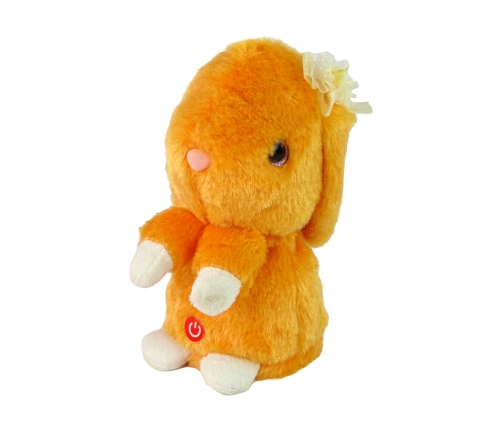 Dancing Rabbit Repeating Orange Music Sounds