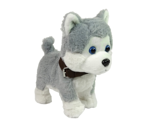 Plush Dog Interactive Educational Leash Songs Walks