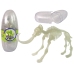 Glow-in-the-Dark 3D Skeleton Mammoth Dinosaurs in an Egg