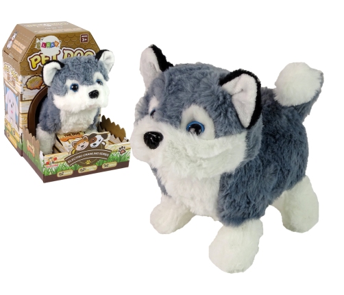 Interactive Husky Dog Mascot Walks Moves Tail Sound