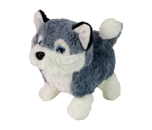 Interactive Husky Dog Mascot Walks Moves Tail Sound