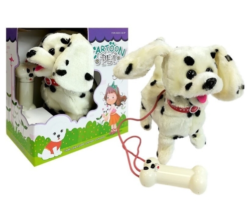 Dalmatian Dog Leash Controlled Pilot Bone