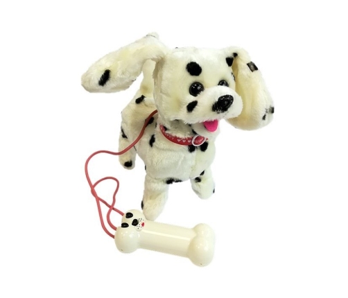 Dalmatian Dog Leash Controlled Pilot Bone