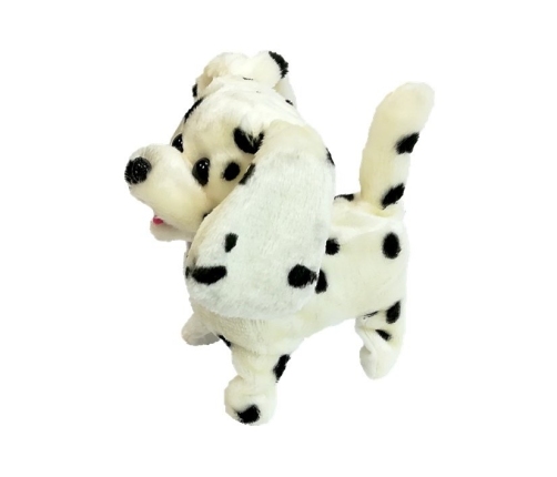 Dalmatian Dog Leash Controlled Pilot Bone