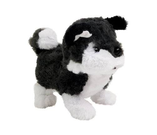 Interactive Husky Battery Operated Dog Walks Moves His Tail Sound