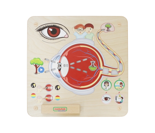 MASTERKIDZ Tablica Edukacyjna Zmysł Wzroku Montessori