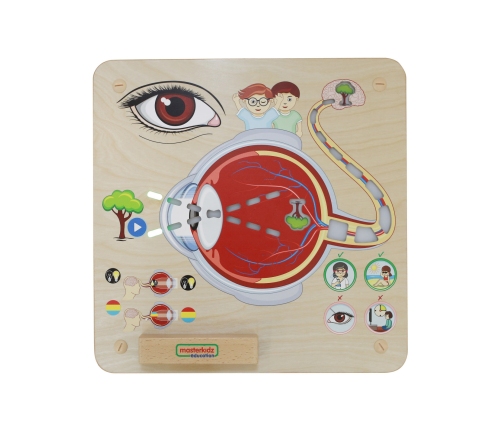 MASTERKIDZ Tablica Edukacyjna Zmysł Wzroku Montessori
