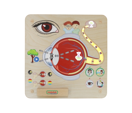 MASTERKIDZ Tablica Edukacyjna Zmysł Wzroku Montessori