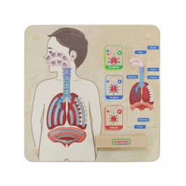 MASTERKIDZ Tablica Edukacyjna Układ Oddechowy Montessori