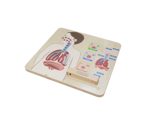 MASTERKIDZ Tablica Edukacyjna Układ Oddechowy Montessori