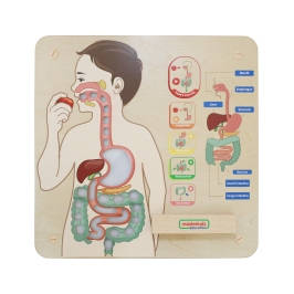 MASTERKIDZ Tablica Edukacyjna Układ Trawienny Montessori MASTERKIDZ Tablica Edukacyjna Układ Trawienny Montessori