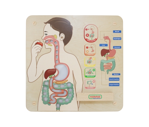 MASTERKIDZ Tablica Edukacyjna Układ Trawienny Montessori