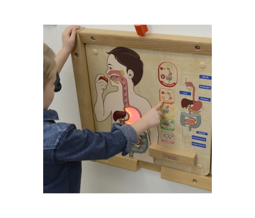 MASTERKIDZ Tablica Edukacyjna Układ Trawienny Montessori
