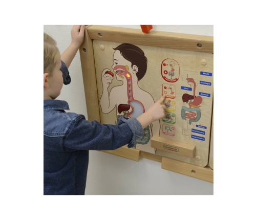 MASTERKIDZ Tablica Edukacyjna Układ Trawienny Montessori