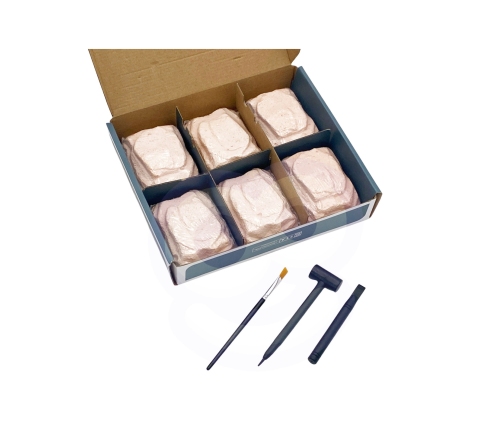 WOOPIE Wykopalisko 6w1 Dinozaur Szkielet Mały Archeolog 6 szt.