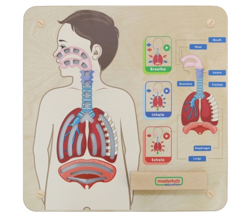 MASTERKIDZ Tablica Edukacyjna Układ Oddechowy Montessori