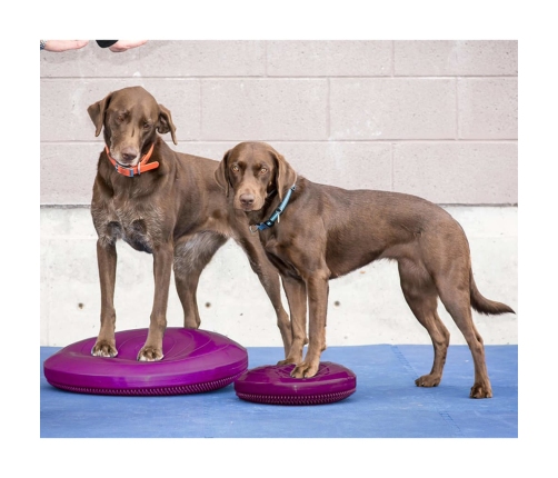 Fitpaws Mājdzīvnieku Līdzsvara Disks, 56 Cm, Brūkleņu Krāsā