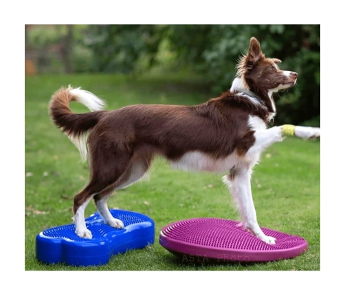 Fitpaws Mājdzīvnieku Līdzsvara Disks, 56 Cm, Brūkleņu Krāsā