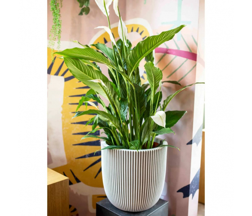 Capi puķu pods Groove, 35x34 cm, ziloņkaula