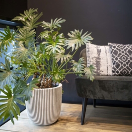 Capi Puķu Pods Groove, 35X34 Cm, Ziloņkaula