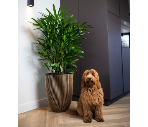 Capi vāze Groove, 34x46 cm, melna un zelta krāsa