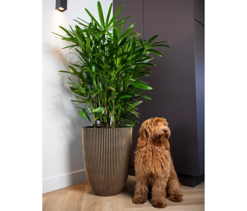 Capi vāze Groove, 34x46 cm, melna un zelta krāsa