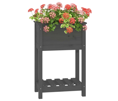 vidaXL puķu kaste ar plauktu, pelēka, 54x34,5x81 cm, priedes masīvkoks