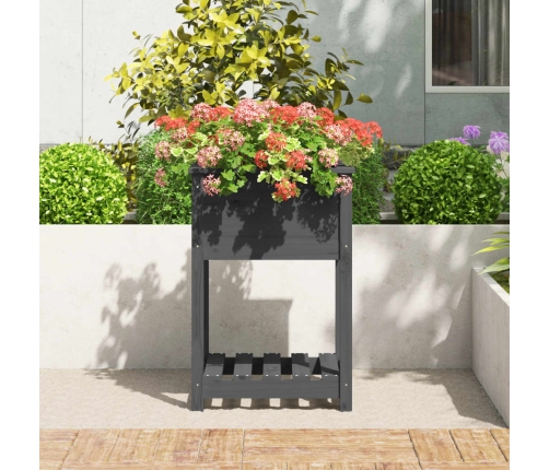 vidaXL puķu kaste ar plauktu, pelēka, 54x54x81 cm, priedes masīvkoks