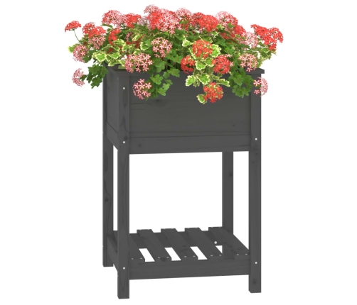 vidaXL puķu kaste ar plauktu, pelēka, 54x54x81 cm, priedes masīvkoks