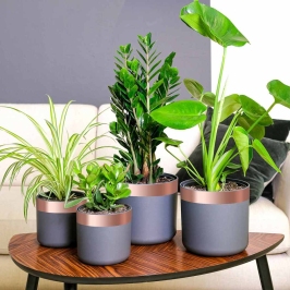 Vara Lente 6 Pcs Varš 2000 X 5 Cm Vidaxl