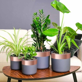 Vara Lente 6 Pcs Varš 2000 X 5 Cm Vidaxl