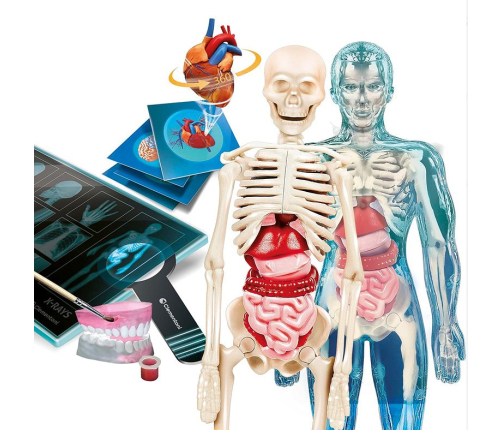 Science Fun Super Anatomy Polish Language Clementoni 50919