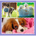 Puzzle - 3 in 1 - Cute dogs - Trefl 34854