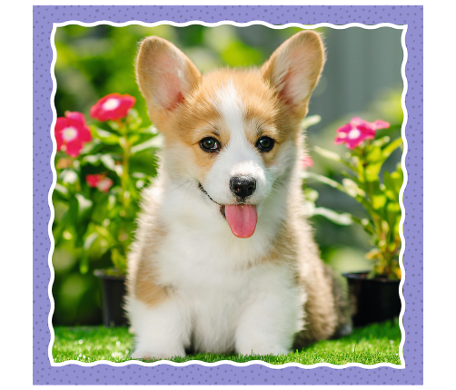 Puzzle - 3 in 1 - Cute dogs - Trefl 34854
