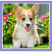 Puzzle - 3 in 1 - Cute dogs - Trefl 34854