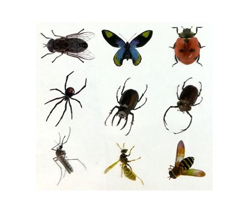 Prehistory Creative Set Create Amber Insects