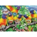 Ravensburger puzzle Land of the Lorikeet 1000p 16815